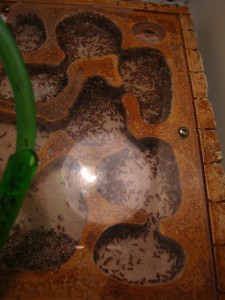 Nombreuses morts inexpliquées chez Pheidole pallidula, IMG_2619.JPG