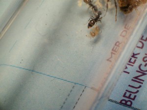 [Blog] Les Lasius niger d'Arthur (Thu-thur), N°9.jpg