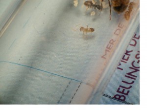 [Blog] Les Lasius niger d'Arthur (Thu-thur), N°9!.jpg