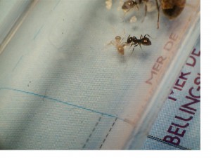 [Blog] Les Lasius niger d'Arthur (Thu-thur), N°9!!.jpg