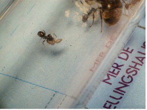 [Blog] Les Lasius niger d'Arthur (Thu-thur), N°9!!!.jpg