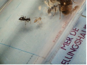 [Blog] Les Lasius niger d'Arthur (Thu-thur), N°9!!! ;).jpg