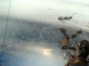 [Blog] Les Lasius niger d'Arthur (Thu-thur), N°9!!! ;D.jpg