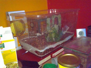 nid de Messor barbarus fait en joint de parement et gravier de couleurs pour les chambres, Vos "laboratoires", vos installations d'élevage...