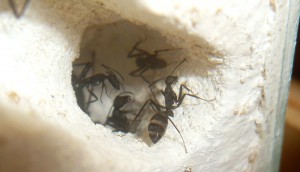 [Blog] Camponotus cruentatus - un blog de LEST, 1.jpg