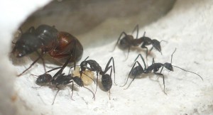 [Blog] Camponotus cruentatus - un blog de LEST, 2.jpg