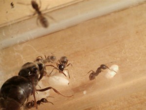 [Blog] Les Lasius niger d'Arthur (Thu-thur), 4 Cocons (6).jpg