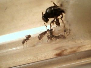 [Blog] Les Lasius niger d'Arthur (Thu-thur), 4 Cocons (2).jpg