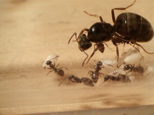 [Blog] Les Lasius niger d'Arthur (Thu-thur), 4 Cocons (4).jpg