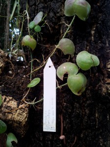 Dischidia aff.collyris, Visite du Jardin Botanique de Nancy