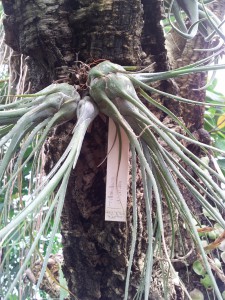 Tillandsia disticha, Visite du Jardin Botanique de Nancy