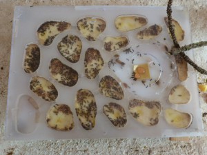 Elles se chauffent sur le tapis chauffant !, Mes colonies ( LeeB059) .