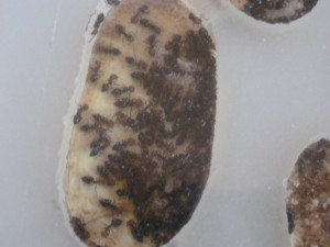 Une petite grappe d'oeufs..., Mes colonies ( LeeB059) .