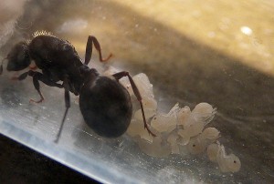 [Blog] Barbara, reine Messor Barbarus (Matt'), P1010577.JPG
