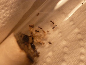 Mes colonies ( LeeB059) ., Le 17 04 12 055.JPG