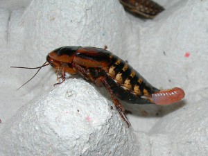 Oothèque dubia, [Tutoriel] Elevage de blattes
