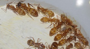 [Blog] Camponotus festinatus, 1.JPG
