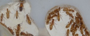 [Blog] Camponotus festinatus, 2.JPG