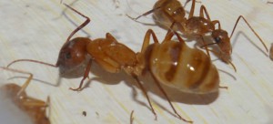 [Blog] Camponotus festinatus, 7.JPG