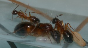 [Blog] Camponotus festinatus, 8.JPG