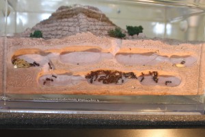 Leur nid, Les Messor de Morback