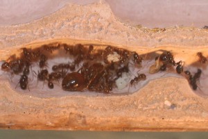 Les Messor de Morback, mb1.JPG