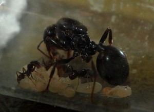 Voici toute la petite famille, et la grosse maman qui protège son illustre famille royale, [Blog] Barbara, reine Messor Barbarus (Matt')