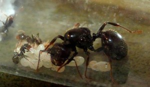 ... Mais qui tarde pas à se pousser pour laisser le photographe professionnel faire son boulot, [Blog] Barbara, reine Messor Barbarus (Matt')