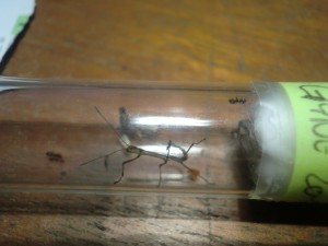 [Blog] Les Lasius niger d'Arthur (Thu-thur), CIMG1930.JPG