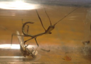 [Blog] Les Lasius niger d'Arthur (Thu-thur), CIMG1949.JPG