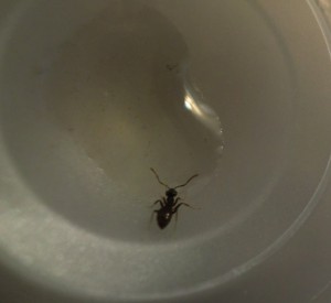 [Blog] Les Lasius niger d'Arthur (Thu-thur), CIMG1951.JPG