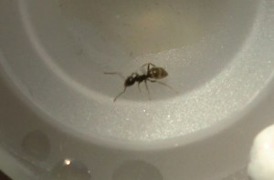 [Blog] Les Lasius niger d'Arthur (Thu-thur), CIMG1954.JPG