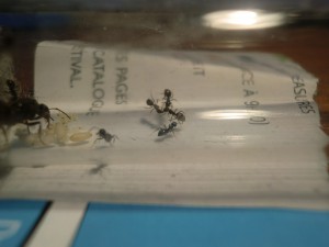 [Blog] Les Lasius niger d'Arthur (Thu-thur), CIMG1942.JPG