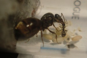 [Blog] Les Lasius niger d'Arthur (Thu-thur), CIMG1935.JPG