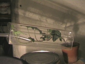 Elevage de pucerons made in Seednoir, Pucerons (2).jpg