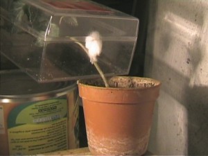 Elevage de pucerons made in Seednoir, Pucerons (3).jpg