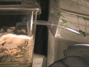 Elevage de pucerons made in Seednoir, Pucerons (4).jpg