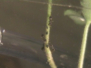 Elevage de pucerons made in Seednoir, Pucerons Lasius niger.jpg