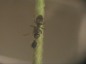 Elevage de pucerons made in Seednoir, Pucerons Lasius niger (2).jpg