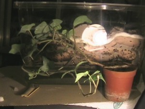 Elevage de pucerons made in Seednoir, bscap0000.jpg