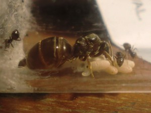 Pepette et son couvain, [Blog] Les Lasius niger d'Arthur (Thu-thur)