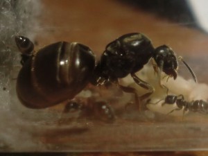 Belle physiogastrie chez Pepette ! :), [Blog] Les Lasius niger d'Arthur (Thu-thur)