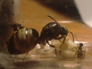 &quot;C'est à moi, tout ça ?!&quot; :lol:, [Blog] Les Lasius niger d'Arthur (Thu-thur)