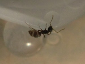 &quot;N'aurrai-je pas un peu forci...?&quot;, [Blog] Les Lasius niger d'Arthur (Thu-thur)