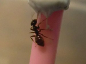 Fourrageuse sur le chemin du retour avec du bon pseudo-miellat !, [Blog] Les Lasius niger d'Arthur (Thu-thur)