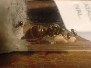 Pepette protége son couvain., [Blog] Les Lasius niger d'Arthur (Thu-thur)