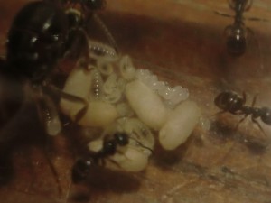 Une partie du couvain :), [Blog] Les Lasius niger d'Arthur (Thu-thur)