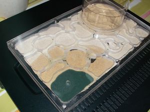 Premiers Nids en Plexi oXyteK, PICT4486.JPG