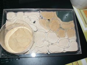 Premiers Nids en Plexi oXyteK, PICT4487.JPG