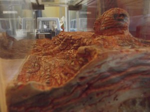 Les nouvelles conceptions de M. rubra, DSCF0763.jpg